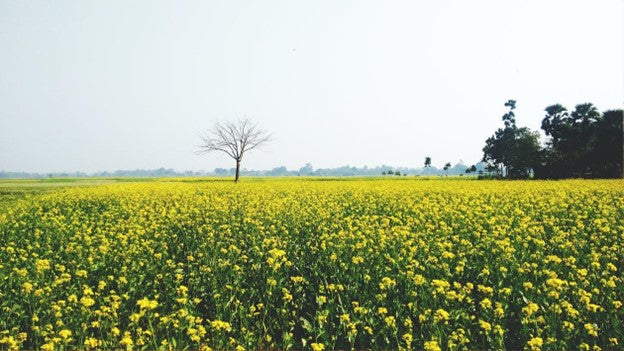 solar-powered agriculture